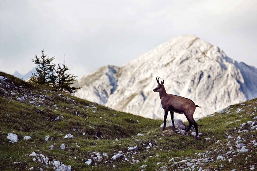 Innsbruck Gemse Berge