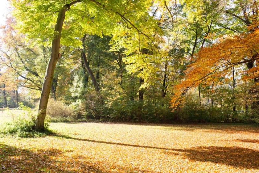 Englischer Garten 74a7753