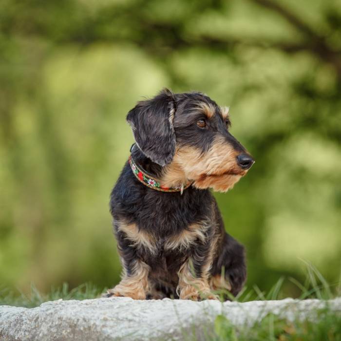 Dachshund scrub top hot sale