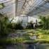 Water basin with exotic water plants in a glass house of the Botanical Garden in Munich Nymphenburg