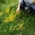 A woman picks different flowers on a wildflower meadow