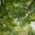 View upwards into dense leaves in a forest in Munich.