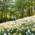 A child walks through a flowering daffodil bed in Munich's Westpark in spring.