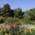 View of colourful flowering shrubs in the foreground, mixed forest behind in the Botanical Garden in Munich Nymphenburg