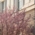 A flowering tree in spring in front of a house façade in Munich.