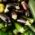 Aubergines and courgettes at the weekly market at Sankt-Anna-Platz in Munich.