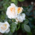 Close-up of a melba coloured rose in the Rosengarten in Munich