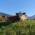 Cows in a meadow in the Bavarian Alps.