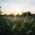 Grass in the evening sun in the Olympic Park in Munich