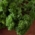 A bunch of parsley lies on a table.