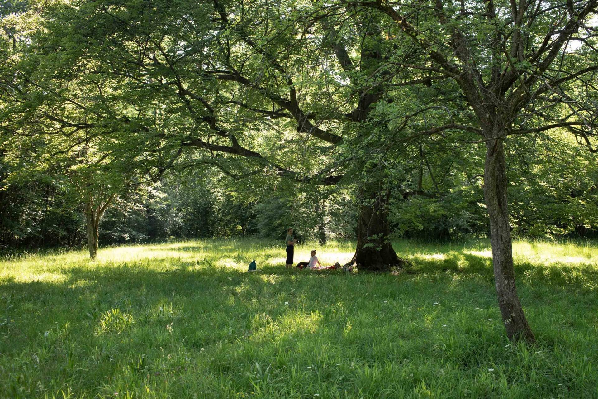 Wilderness In The Middle Of The City Simply Munich
