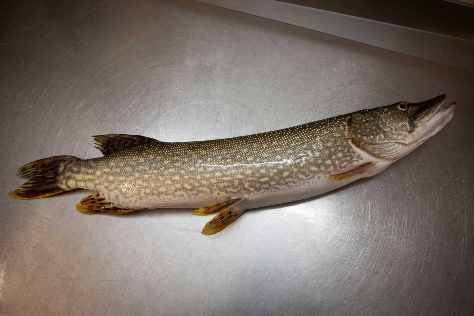 Eating fish in Munich simply Munich