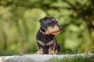 A dachshund is sitting at the Isar River in Munich.