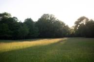 The light falls over a meadow in the English Garden in Munich