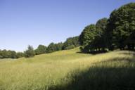Summer hilly meadow on the edge of forest, blue sky in Munich