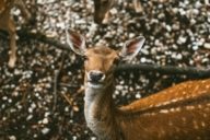 A deer in the deer garden in Munich