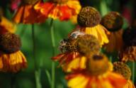 Close-up of two bees collecting honey on orange and golden yellow patterned flowers.