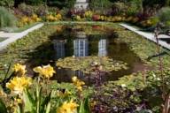 Nenúfares en un estanque del Jardín Botánico de Múnich-Nymphenburg.
