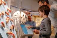 A child points to a screen in an exhibition about bees at the Natural History Museum.