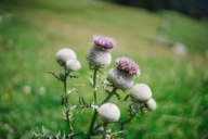 Close-up of a thistle in the Bavarian Alps.