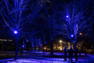 Trees illuminated with blue light in the Kunstareal Munich
