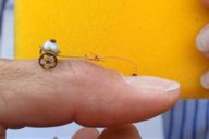 A flea pulls a carriage at the Oktoberfest in Munich