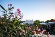 The Tollwood Summer Festival grounds with tent, parasols and plants