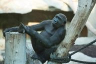 Gorilla in the Tierpark Hellabrunn in Munich.