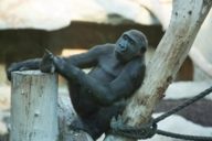 Gorilla in the Tierpark Hellabrunn in Munich.