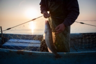 A fisherman takes a fish from a net on a lake.