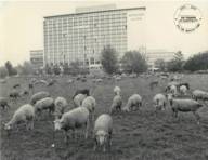Sheep grazing in a historic photo in front of the Hilton Munich Park in the English Garden