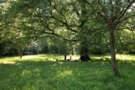 Green meadow with oak in the sunlight in Munich.