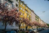 Blossoming cherry trees in front of colourful house facades in Maxvorstadt in Munich