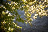 Close-up of the trees on the Isar.