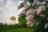 Fiori in primavera nell'Englischer Garten di Monaco