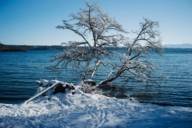 A tree at the winterly Starnberger See near Munich.