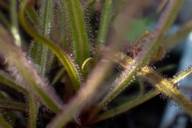 Close-up of an exotic plant from the Botanical Garden in Munich Nymphenburg