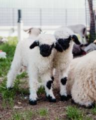 Two little baby sheep standing next to each other in a meadow