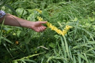 The yellow flowering mullein lies in a meadow