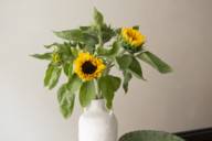 Sun flowers in a store in Munich