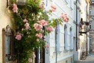 Flowers in the Werneckstraße in the district Schwabing in Munich.