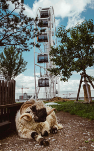 In the foreground you can see a sheep, in the background a Ferris wheel.