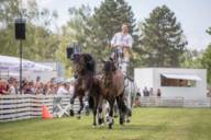 At a horse show, a rider steers three horses at once.