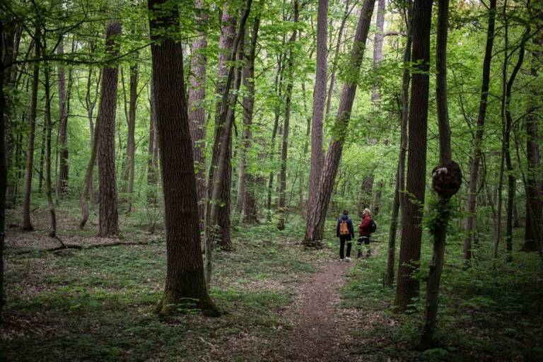 Close-up of a forest and two people in Munich.