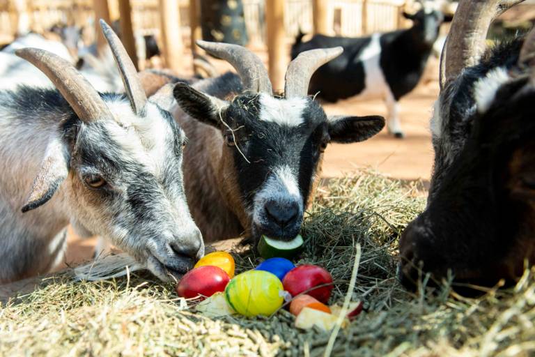 Three goats sniffing at a colourful Easter nest in Hellabrunn Zoo.