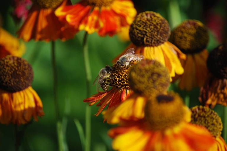 Close-up of two bees collecting honey on orange and golden yellow patterned flowers.