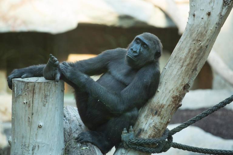 Gorila en el Tierpark Hellabrunn de Múnich.