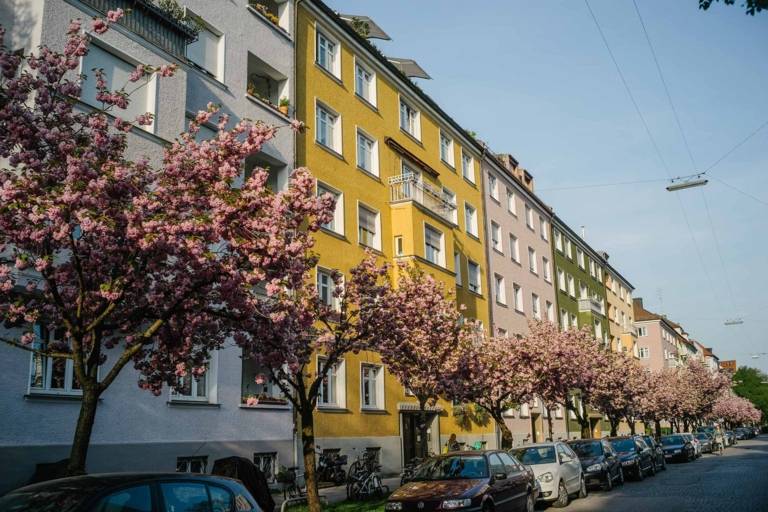 Blossoming cherry trees in front of colourful house facades in Maxvorstadt in Munich