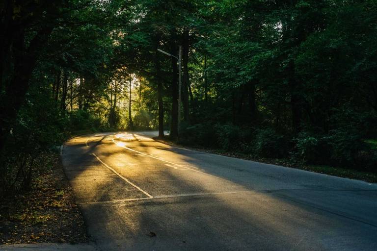 A street in the Englischer Garten during sunrise 