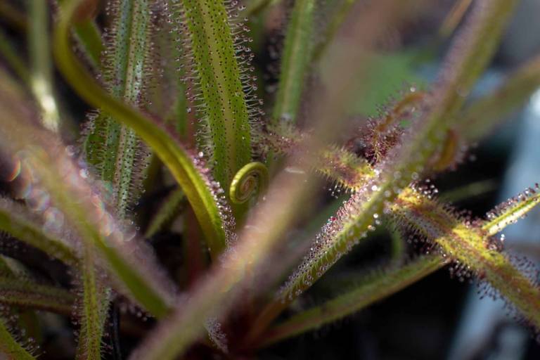 Close-up of an exotic plant from the Botanical Garden in Munich Nymphenburg